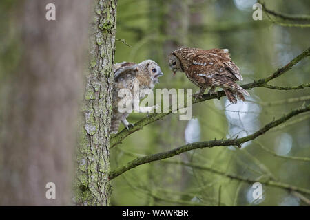 Allocco Strix aluco alimentazione chick owlet su un ramo in un legno Foto Stock