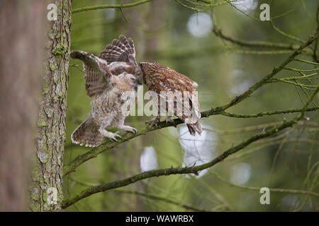 Allocco Strix aluco alimentazione chick owlet su un ramo in un legno Foto Stock