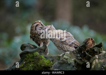 Allocco Strix aluco alimentazione chick owlet su un ramo in un legno Foto Stock