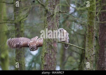 Allocco Strix aluco con pulcino che ha iniziato la ramificazione, REGNO UNITO Foto Stock