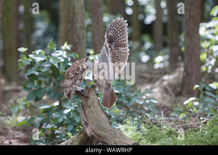 Allocco Strix aluco alimentazione chick owlet su un ramo in un legno Foto Stock