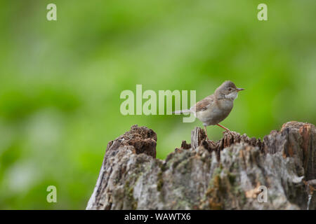 Common Whitethroat, Sylvia communis, una di medie dimensioni trillo Foto Stock