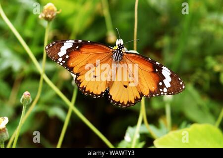 Plain tiger o africano monarch (Danaus chrysippus) farfalla in cerca di nettare su albero fioritura naturale con sfondo verde Foto Stock