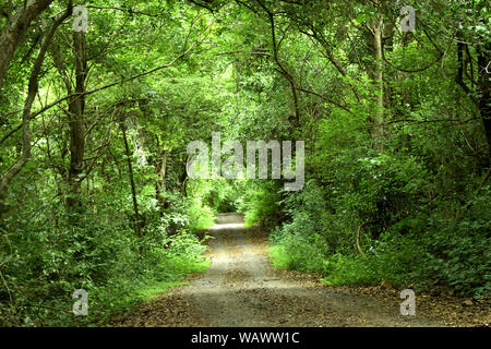 La strada nella foresta ricoperta di verde e marrone foglie , bellissimo albero di tunnel nella giungla , della Thailandia Foto Stock