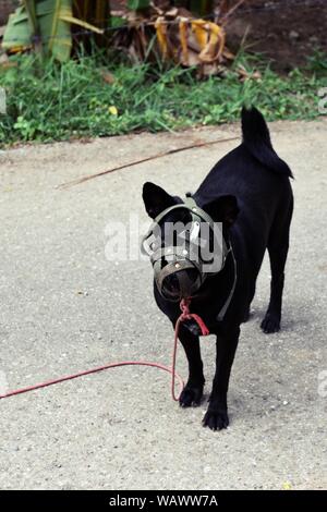Il nero a pelo corto cane bocca è stata coperta con museruola, Pet permanente sulla massa grigia con cavo rosso legato al collo Foto Stock