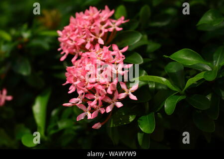 Primo piano rosa in fiore ixora o spike fiore nel giardino sulla giornata di sole, il fuoco selettivo Foto Stock