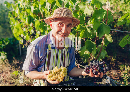 Farmer picking raccolto di uve in una fattoria biologica. Felice l'uomo senior tenendo il verde e il blu uva Foto Stock