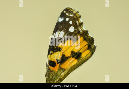 Macro Immagine del lato dorsale della farfalla Vanessa Cardui , conosciuta come la Madonna dipinta o Cosmopolitan Foto Stock