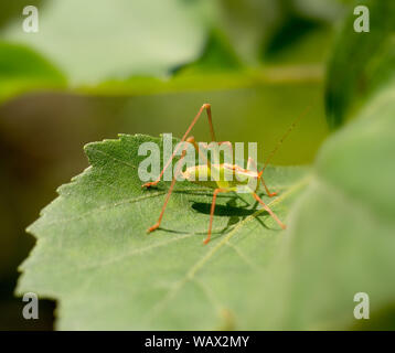Chiazzato Bush-cricket - Leptophyes punctatissima. Arancione e verde. Profilo. Foto Stock