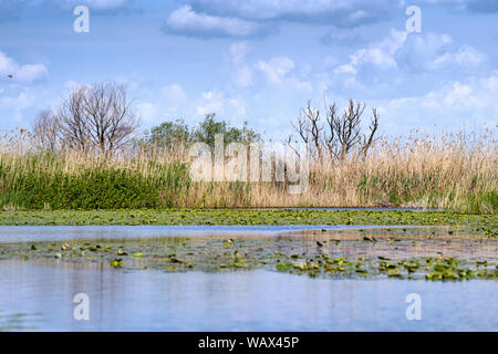Paesaggio estivo nel Delta del Danubio, ninfee e canne con nuvole di mirroring Foto Stock