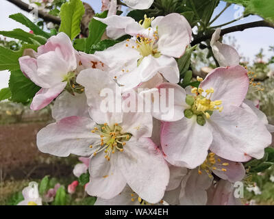 Chiudi immagine del fiore del melo in giardino durante la primavera Foto Stock