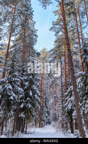 Nevoso inverno foresta in una giornata di sole su uno sfondo di cielo blu con jet di linea. Il bianco della neve e il percorso di un lotto di sottile coperta di neve rami Foto Stock