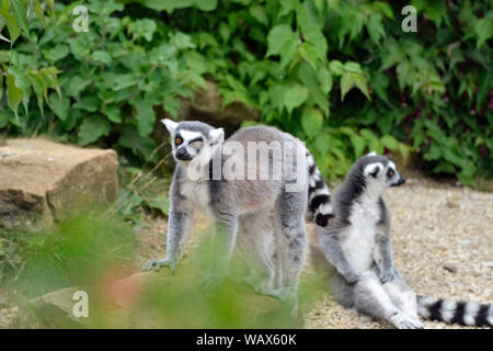 Anello-tailed lemuri in Madagascar involucro a Cotswold Wildlife Park, burford, Oxfordshire, Regno Unito. Parte del Cotswolds. Foto Stock