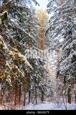 Coperte di neve bosco di abeti e pini sono illuminate dalla luce del sole. Nevoso inverno foresta. Foto Stock