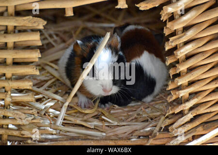 Due baby cavie a Cotswold Wildlife Park, burford, Oxfordshire, Regno Unito. Parte del Cotswolds. Foto Stock