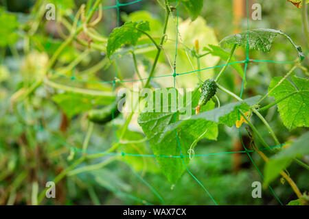 Verde lungo i cetrioli su un ramo in orto. Sfondo. Foto Stock