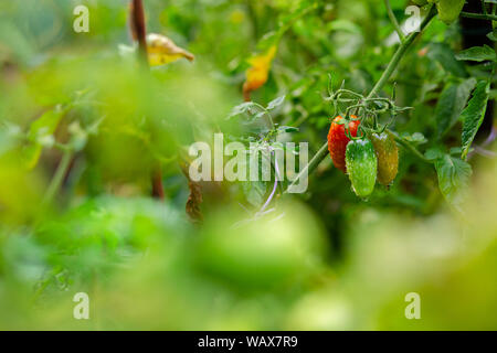 Pomodori su un ramo di rosso e arancione su sfondo verde in giardino. Coltivazione biologica di verdure. Foto Stock