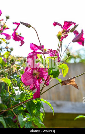 Giardino di piante e fiori Brighton SUSSEX REGNO UNITO - la clematide Rouge Cardinal Vine fotografia scattata da Simon Dack Foto Stock