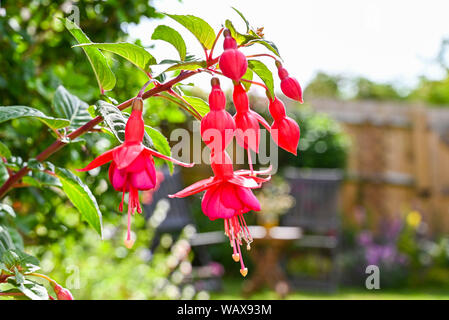 Giardino di piante e fiori Brighton Sussex Regno Unito di colore rosso o rosa fucsia fiori Foto Stock