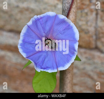 Trichterwinde, Dreifarbige Prunkwinde, Ipomoea purpurea, ist eine schoene Kletterpflanze mit verschiedenen farbigen, trichterfoermigen Blueten. Morni Foto Stock