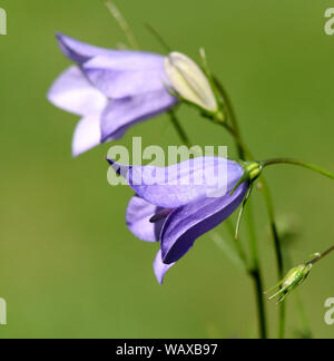 Rundblaettrige Glockenblume, Campanula rotundifolia, ist eine wachsende selvatici Wiesenblume mit blauen Blueten. Round-lasciarono la campanula, Campanula rotund Foto Stock