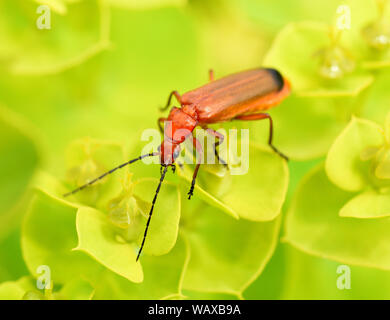 Roter Weichkaefer, Rhagonycha fulva, ist ein roter della kaefer der Sommer im sehr haeufig vorkommt. Red soft beetle, Rhagonycha fulva, è un coleottero rosso che Foto Stock