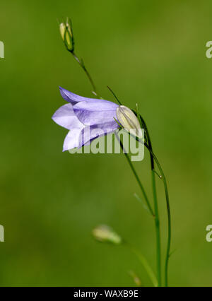 Rundblaettrige Glockenblume, Campanula rotundifolia, ist eine wachsende selvatici Wiesenblume mit blauen Blueten. Round-lasciarono la campanula, Campanula rotund Foto Stock