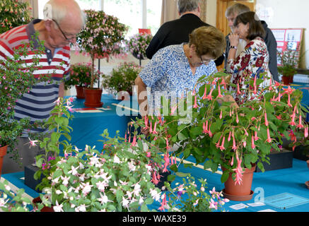 Le persone al fucsia mostra, ammirando le piante Foto Stock