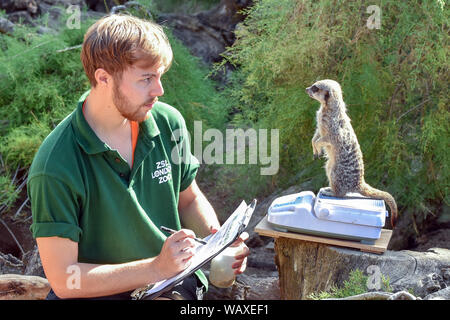 Meerkats viene pesato durante l annuale pesare-in allo Zoo di Londra a Londra. Foto Stock