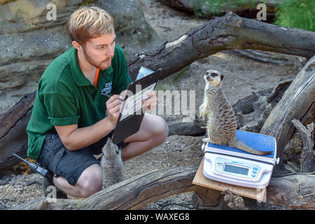 Meerkats viene pesato durante l annuale pesare-in allo Zoo di Londra a Londra. Foto Stock