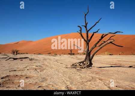 Natura, Paesaggio, Namibia, Namib, Dersert, Namib Desert Dune, Duna Rossa, Sossusvlei, 30077660 Foto Stock