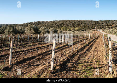 Vigneto e il mais nel sud della Croazia Foto Stock