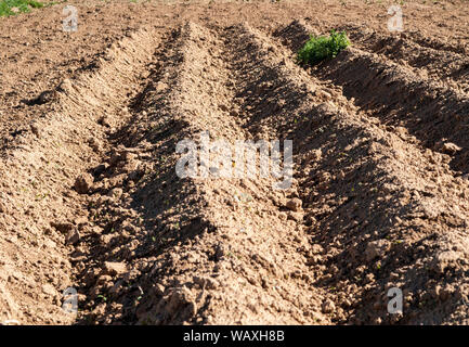 Vigneto e il mais nel sud della Croazia Foto Stock