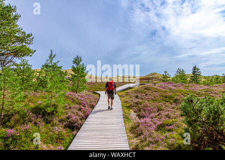 Blooming Heather su isola di Amrum, Germania Foto Stock