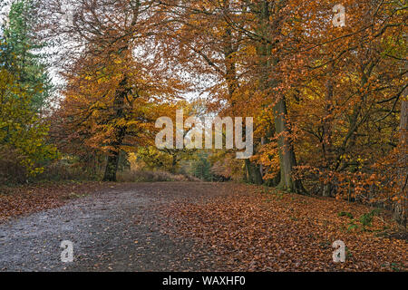 Alberi di faggio (Fagus sylvatica) in autunno a fianco di un percorso attraverso Delamere Forest CHESHIRE REGNO UNITO Novembre 2018 Foto Stock