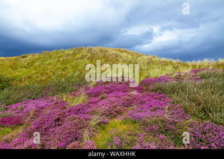 Blooming Heather su isola di Amrum, Germania Foto Stock