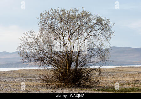 Una struttura ad albero e il giallo e il verde erba con la montagna e l acqua Foto Stock