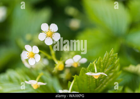 Close up di fragole Fiori e foglie. Foto Stock