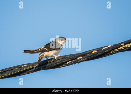 I capretti house martin,delichon urbicum, appollaiato sul cavo Foto Stock