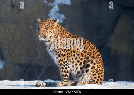 Wild leopard è seduta su un bianco della neve. Panthera pardus. Gli animali della fauna selvatica. Foto Stock