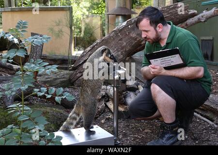 Pesare!!!! Pesare annuale-nei record degli animali statistiche vitali allo Zoo di Londra Penguin pulcini, istrici e leoni sono solo alcune delle creature che hanno avuto le loro statistiche vitali registrati per l'inizio di ZSL London Zoo 2019 annuale epic pesa oggi (giovedì 22 agosto). Meerkat Dracula, il più pesante di lo Zoo di mob, pesate a 1kg, mentre oni di okapi - una specie in via di estinzione da Africa centrale - ribaltato la bilancia a 247kg. Con più di 19.000 animali nella loro cura, ZSL London Zoo keepers trascorrere ore durante tutto l'anno la registrazione delle altezze e pesi di tutti . Foto Stock