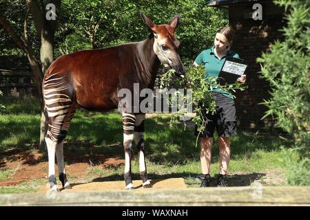 Pesare!!!! Pesare annuale-nei record degli animali statistiche vitali allo Zoo di Londra Penguin pulcini, istrici e leoni sono solo alcune delle creature che hanno avuto le loro statistiche vitali registrati per l'inizio di ZSL London Zoo 2019 annuale epic pesa oggi (giovedì 22 agosto). Meerkat Dracula, il più pesante di lo Zoo di mob, pesate a 1kg, mentre oni di okapi - una specie in via di estinzione da Africa centrale - ribaltato la bilancia a 247kg. Con più di 19.000 animali nella loro cura, ZSL London Zoo keepers trascorrere ore durante tutto l'anno la registrazione delle altezze e pesi di tutti . Foto Stock