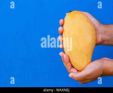 Donna mano azienda tailandese di mango giallo isolato sul luminoso sfondo blu Foto Stock