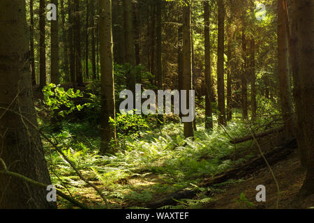 Sunbeam rompe attraverso la densa foresta di conifere con felci e sottobosco verde canneto, mistico sun forest sani e naturali Foto Stock