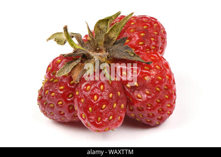 Brutto cimelio di organico home coltivate fragole isolato su sfondo bianco. Succosa rosso dolce Fragola Heiroom impianto. Foto ad alta risoluzione. Piena dept Foto Stock