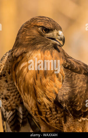 Ritratto di Hawk dalla coda rossa Foto Stock