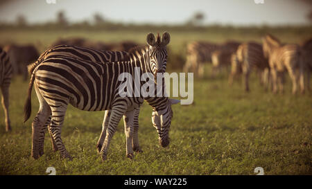 Zebre comune (Equus quagga) rovistando nella savana bushveld del parco nazionale Kruger Sud Africa Foto Stock