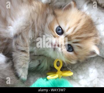 Golden ombreggiato gattino persiano con gli occhi blu Foto Stock