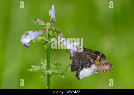 Hoary Edge, Cecropterus lyciades, su Lyreleaf Sage, Salvia lyrata Foto Stock