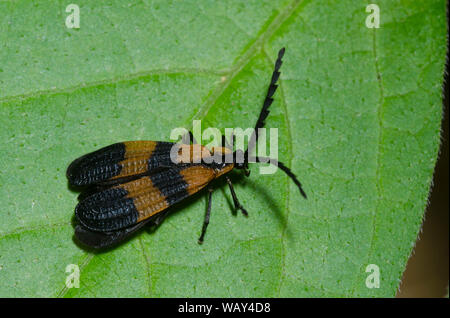 Nastrare Net-ala, Calopteron reticulatum Foto Stock